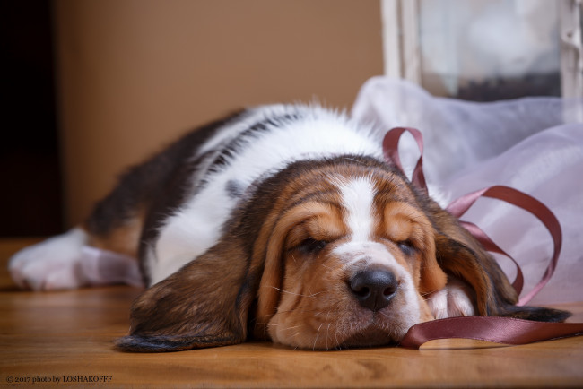 Обои картинки фото животные, собаки, фон, ткань, пес, щенок