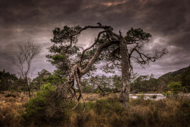 Обои картинки фото природа, деревья, простор