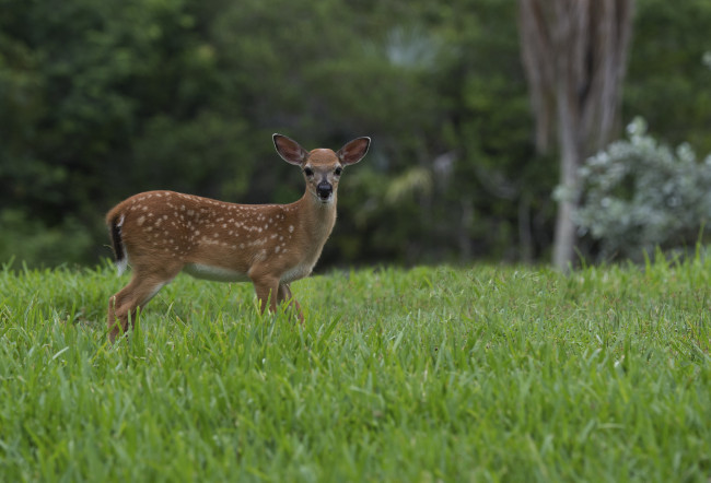 Обои картинки фото животные, олени, большой, трава, окрас, шерсть, природа, олень