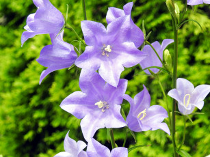 Картинка цветы колокольчики лиловый