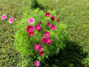 Картинка цветы космея розовый