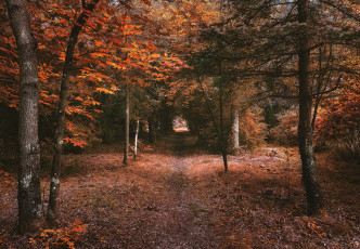 Картинка природа лес простор