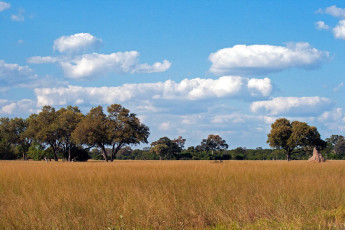 Картинка природа луга саванна