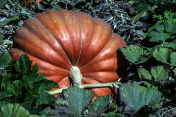 Картинка природа плоды тыква