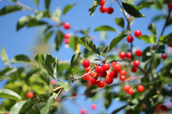 Картинка природа Ягоды вишня