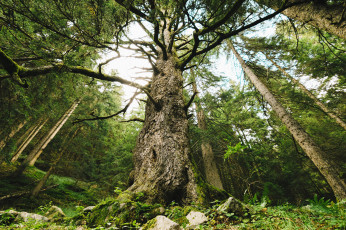 Картинка природа деревья простор