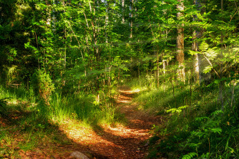 Картинка природа лес простор