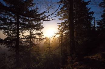 Картинка природа лес простор