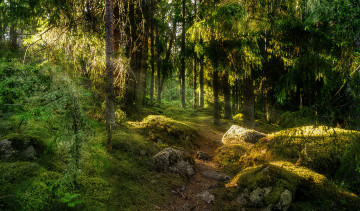 Картинка природа лес простор