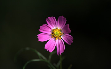 Картинка цветы космея одиночка