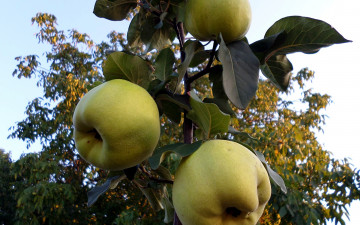 Картинка природа плоды яблоки ветка