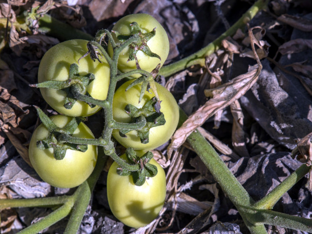 Обои картинки фото природа, плоды, помидоры