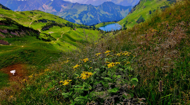 Обои картинки фото природа, луга, простор