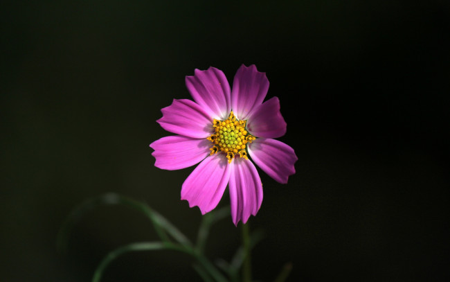 Обои картинки фото цветы, космея, одиночка