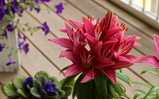 Обои картинки фото цветы, лилии,  лилейники, розовый