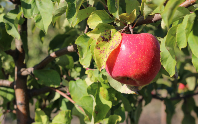 Обои картинки фото природа, плоды, ветка, яблоко