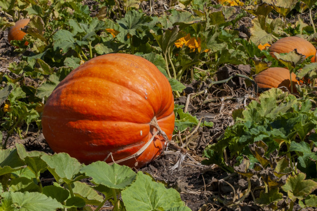 Обои картинки фото природа, плоды, тыква