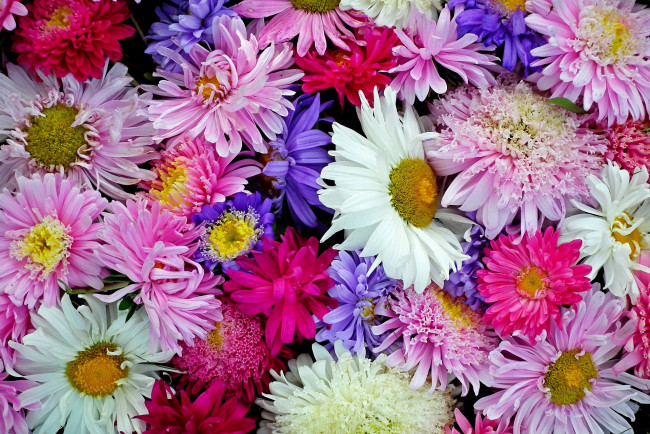 Обои картинки фото цветы, астры, цветение, лето
