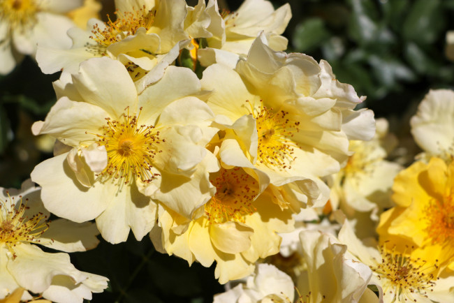 Обои картинки фото цветы, розы, цветение