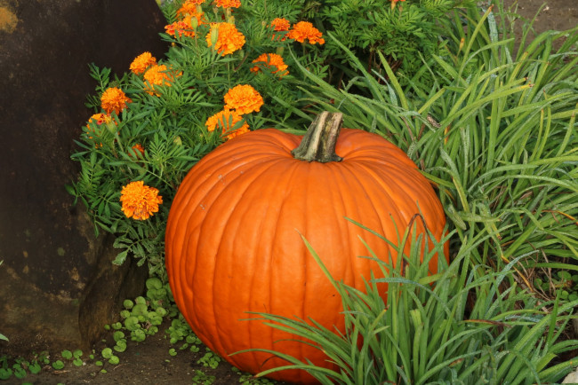 Обои картинки фото еда, тыква