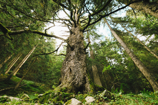 Обои картинки фото природа, деревья, простор