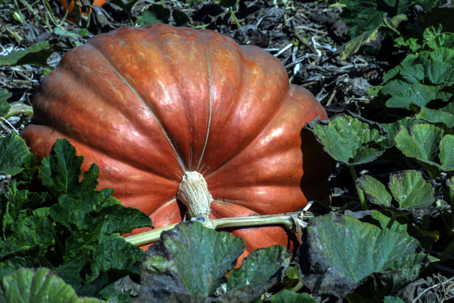 Обои картинки фото природа, плоды, тыква