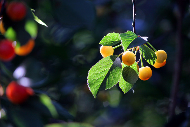 Обои картинки фото природа, Ягоды, вишня