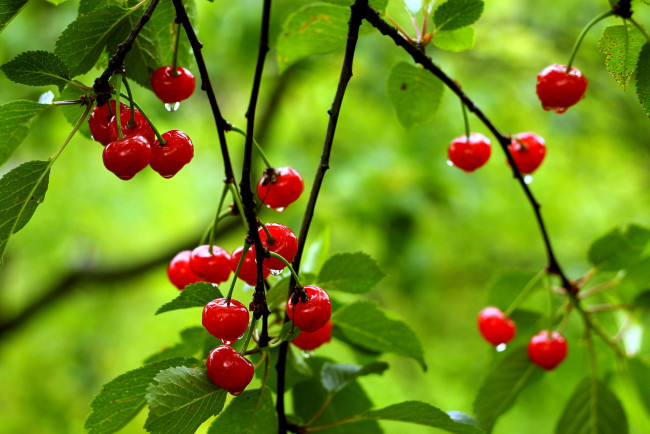 Обои картинки фото природа, Ягоды, вишня