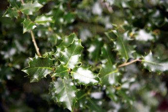 Картинка природа листья остролист