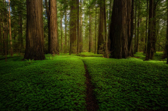 Картинка природа лес зелень лето деревья парк стволы поляна растительность тропинка