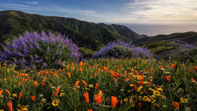 Обои картинки фото природа, луга, луг