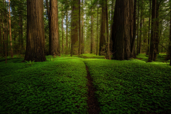 Обои картинки фото природа, лес, зелень, лето, деревья, парк, стволы, поляна, растительность, тропинка