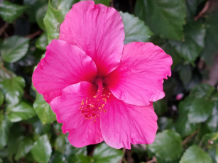 Картинка цветы гибискусы розовый гибискус макро