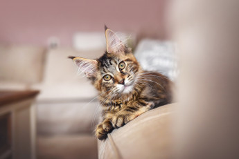 Картинка животные коты кот кошка