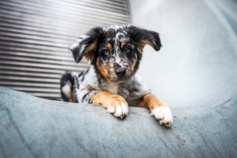 Картинка животные собаки собака