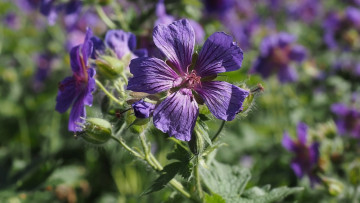 обоя цветы, герань, луговая, лиловая