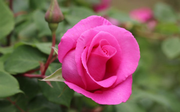 Картинка цветы розы розовая роза макро бутон