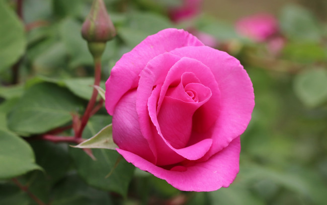 Обои картинки фото цветы, розы, розовая, роза, макро, бутон