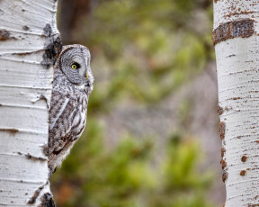 Картинка животные совы сова