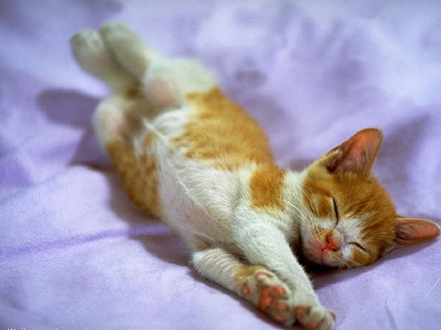 Обои картинки фото животные, коты