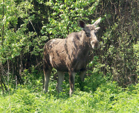 Картинка животные лоси