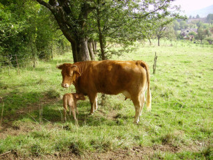 Картинка животные коровы буйволы