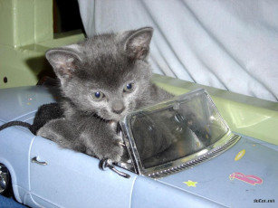 Картинка животные коты