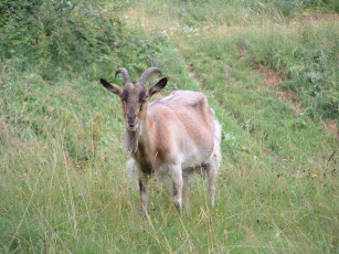 Картинка животные козы