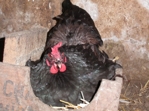 Картинка животные куры петухи