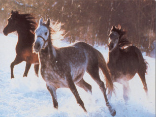 Картинка животные лошади