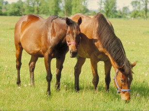 Картинка животные лошади