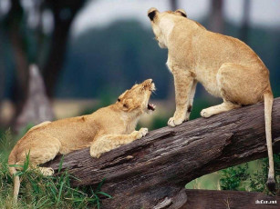 Картинка животные львы