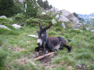 Картинка животные ослы