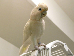 Картинка животные попугаи